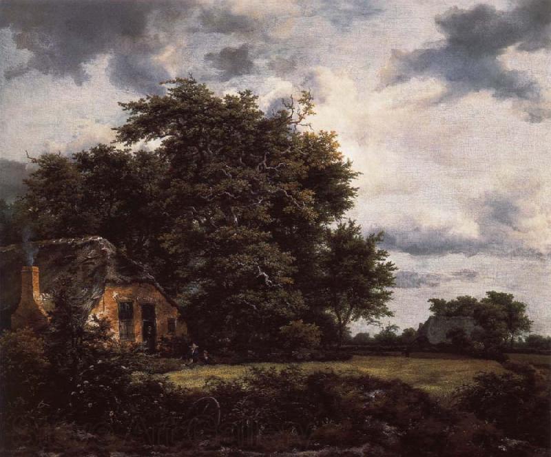 Jacob van Ruisdael Cottage under the trees near a Grainfield Germany oil painting art